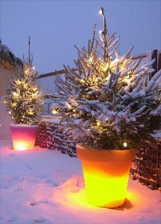 Bloom! POT Blumentopf - Zu Weihnachten, orange + rose