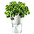 selbstbew�ssernder Blumentopf kalkwei�