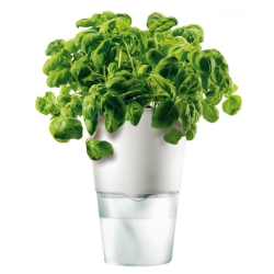 Blumentopf selbstbew�ssernd
