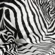 CARMA Plaid Zebra white, CARMA Plaids, Designer CARMA Plaids CARMA Plaid Zebra white, Marke CARMA Plaids, Designer CARMA Plaids